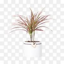 爱心围脖七彩铁植物盆栽