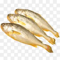 鱼黄花鱼三条鱼鲜活鱼