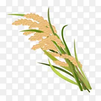 丰收的水稻稻穗
