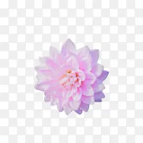 花卉花瓣（2334x2657）