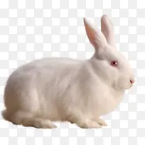 兔子白兔大兔子装饰元素