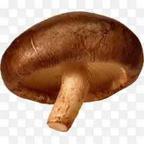 蘑菇香菇蘑菇