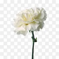 一朵白色的康乃馨