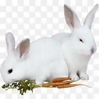 两只白色的小兔子