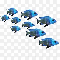 鱼  动物  热带鱼  鱼群