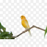 枝丫上的黄鸟雀