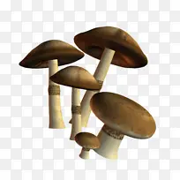 五个蘑菇香菇