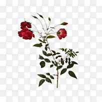 油画质感古典花卉花纹海报PNG 5