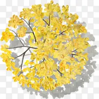 黄色花树树木水彩风手绘带投影