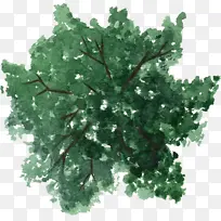 深绿色树冠枝丫水彩风手绘
