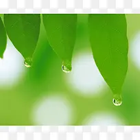 树叶,树木,大树,植