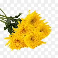 黄色菊花抠图