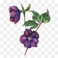 盛开的紫色花朵植物元素