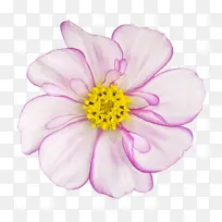 一朵漂亮的粉色花