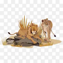 非洲食肉动物狮子