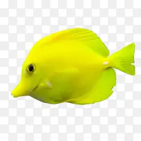黄色的鱼海鱼