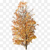 秋季彩叶树植物素材免扣