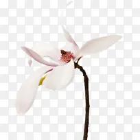 白色花瓣植物
