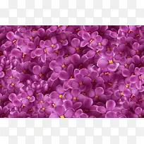 紫色郁金香花朵