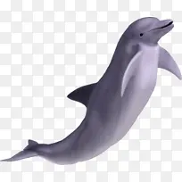 水 海豚 动物 海洋 公园 海洋