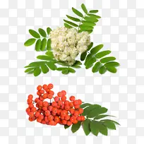 山楂 植物 水果茶