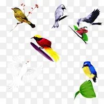 鸟类 写实手绘