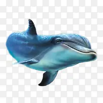 水 海豚 动物 海洋 公园 海洋动物