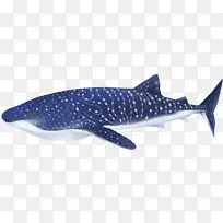 写实卡通海洋生物鲸鲨
