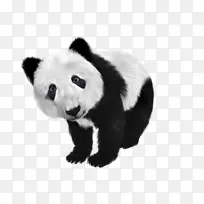动物国宝大熊猫PANDA
