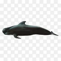 一只黑色鲸鱼