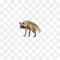 凶猛的鬣狗图像