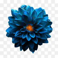 重瓣蓝色菊花