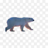 孤独的北极熊