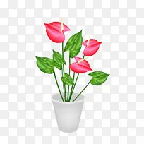 花盆里的花