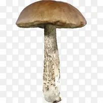 一个蘑菇，蘑菇