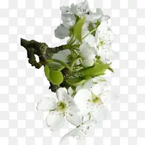 梅花摄影免扣素材