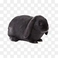 灰色的萌兔子