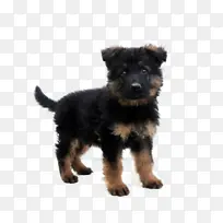 狗 犬 宠物 动物