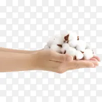 棉花，手，手捧棉花，人