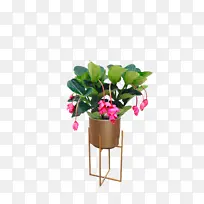花卉绿植宝莲灯