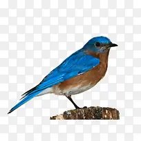 动物自然宠物蓝鸟