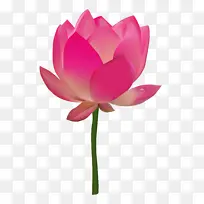 莲花png透明图像
