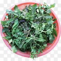 一筐新鲜的荠菜