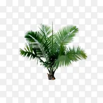 热带椰树植物