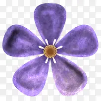 花朵植物紫色花朵植物
