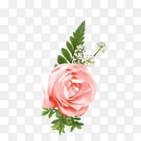 玫瑰情人节小清新粉色玫瑰