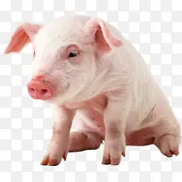 小猪 免扣 摄影图 猪