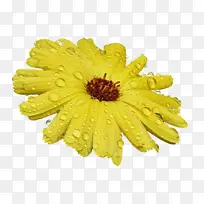 黄色带水珠菊花