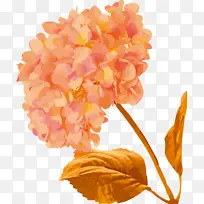 橙色的花矢量手绘
