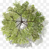 绿色树木灌木水彩风手绘带投影